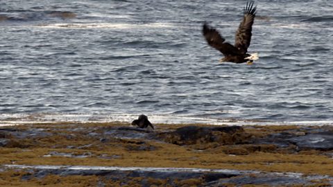 BBC Two - Autumnwatch, 2021, Episode 1