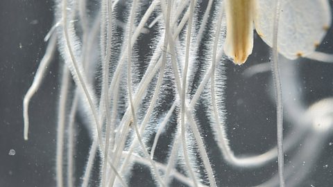 A photo showing lots of tiny hairs on the roots of water cress