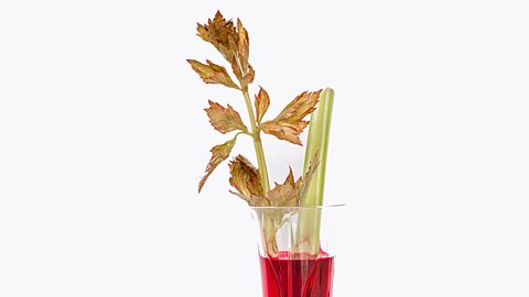 A photo showing how red water has travelled up a stick of celery and colouring the leaves red 