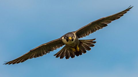 Large bird of prey, the Peregrine Falcon, in flight