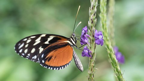 A butterfly sitting on the side of a purple flower.