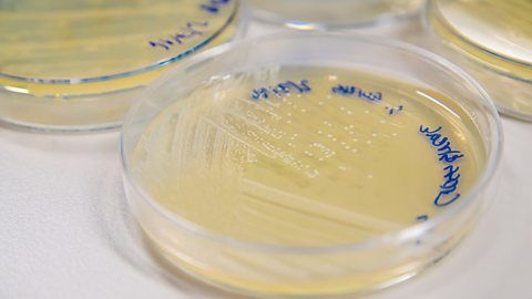 A type of bacteria called MRSA growing on a small, round agar plate 