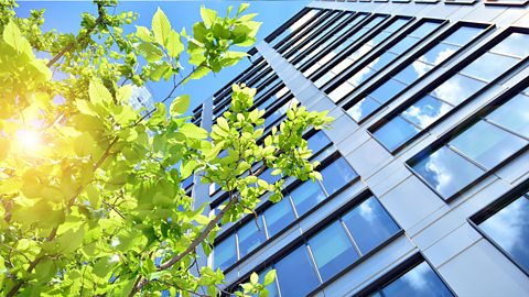 Ground view looking up at the side of an office building. With the sun shining through the green leaves of a tree next to it.