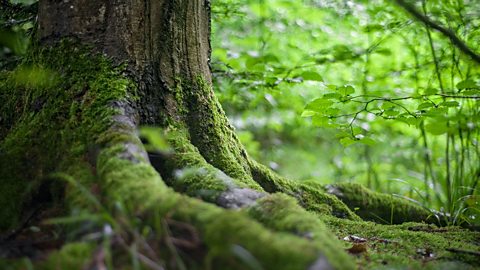 Close up of mossy tree roots surrounded by green plants