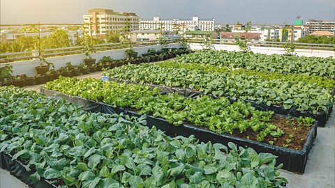 Rooftop vegetable garden on top of a building during sunset.