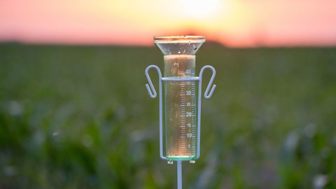 A fully filled rain gauge with measuring water held in a standing in corn field during sunset.