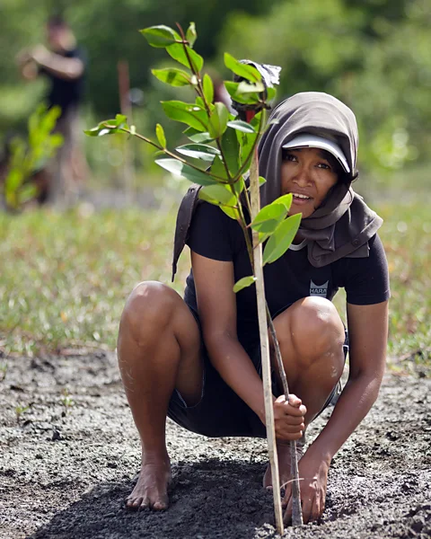 Alamy Many net zero targets rely upon using schemes such as reforestation to offset carbon emissions from industries that are hard to decarbonise (Credit: Alamy)