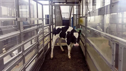 Marty Melville/AFP/Getty Images Methane from livestock and agriculture contribute a large amount of carbon to the atmosphere but the gas is less long lived than CO2 (Credit: Marty Melville/AFP/Getty Images)