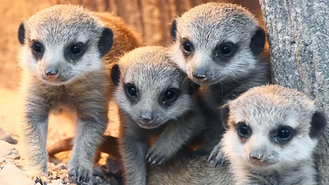 Getty Images Human families are similar to meerkats in the way they organise themselves (Credit: Getty Images)