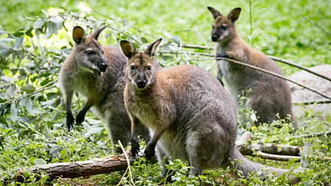 Monica Bertolazzi/Getty Images Today, 50 to 60 red-necked wallabies roam free on this uninhabited Scottish island (Credit: Monica Bertolazzi/Getty Images)