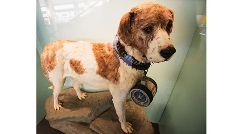 Alamy Even when they don't die out, dog breeds are always changing – so much so that Barry (a stuffed St Bernard from 1814), had to be altered after confusing visitors (Credit: Alamy)