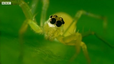 Characteristics of spiders