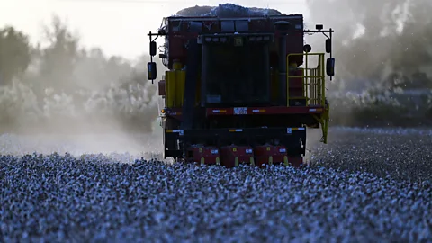 Que Hure/Getty Images Natural fibres like cotton take a heavy toll on the environment due to the water needed and emissions produced when growing them (Credit: Que Hure/Getty Images)
