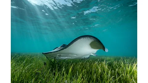 Cristina Mittermeier/SeaLegacy Sensitive to changes in the ocean, seagrasses serve as indicators of an ecosystem's health (Credit: Cristina Mittermeier/SeaLegacy)