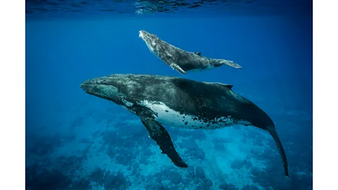 Brian Skerry In photographing whales, Skerry has tracked them moving much further than previously, as climate change affects their food sources (Credit: Brian Skerry)