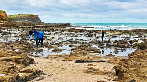 Marian McGuinness At Curio Bay, you can walk among the stumps of the petrified Jurassic forest (Credit: Marian McGuinness)