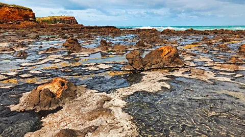 New Zealand's 180-million-year-old forest