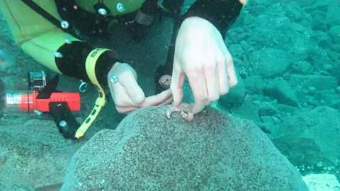 Dr Mario Lebrato Scientists have been studing this hostile environment to better understand how marine ecosystems may cope with drastic change (Credit: Dr Mario Lebrato)