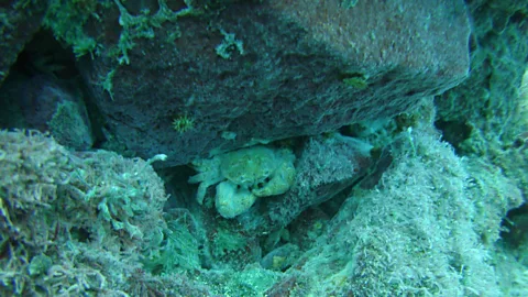 Dr Mario Lebrato Not much can live next to the vents, apart from a specialised crab species that was only discovered in 2000 (Credit: Dr Mario Lebrato)