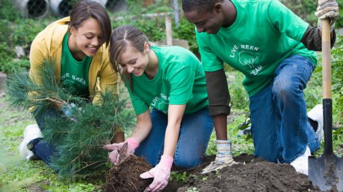 Three young people planting a tree together