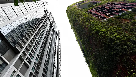 Roslan Rahman/Getty Images Architects and city planners in Singapore have tried to use plants on the outside of buildings to combat pollution and high temperatures (Credit: Roslan Rahman/Getty Images)