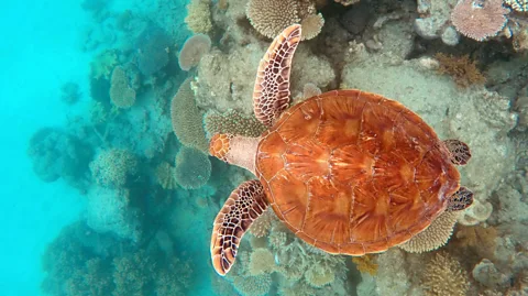 Sarah Reid Turtles on the reef are threatened by fibropapillomatosis, a turtle-specific herpes virus (Credit: Sarah Reid)