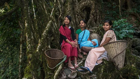 Alamy The trees are important not just for crossing rivers, but they hold a revered place in Khasi culture (Credit: Alamy)