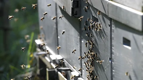Getty Images Beekeepers could help the insects by leaving a variety of honey in the hive (Credit: Getty Images)