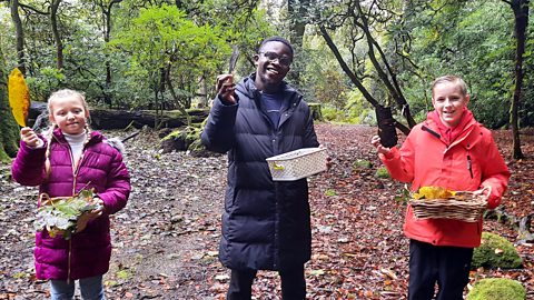 Forests - deciduous and coniferous woodland and biodivsity