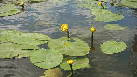 A photo showing yellow water lily flowers and large leaves on top of the water