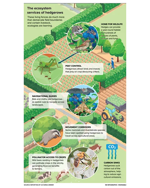 Knowable Magazine Hedgerows have varied benefits for their ecosystems (Credit: Knowable Magazine)
