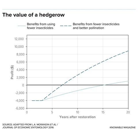 Knowable Magazine The investment in a hedge can take some years to pay off, but over the long term they can save farmers money (Credit: Knowable Magazine)