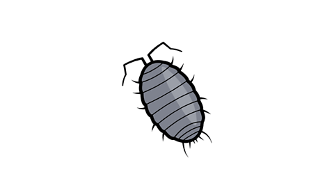 Woodlouse