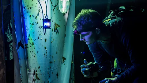 Alamy Insect populations are declining accross the whole planet (Credit: Alamy)