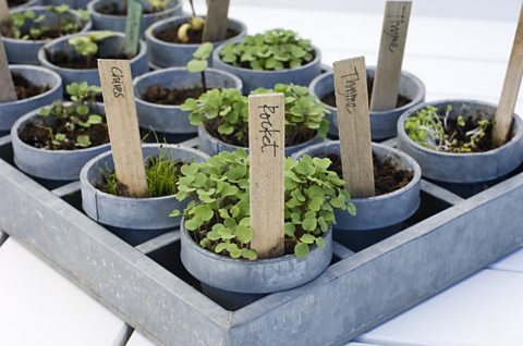 A tray of mixed herb and vegetable seedlings.