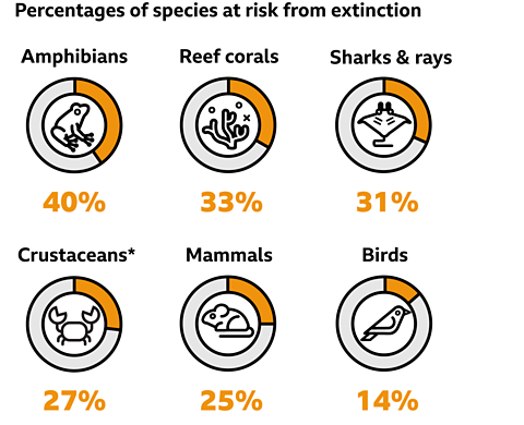 Graphic showing percentages of species at risk of extinction: Amphibians 40%, Corals 33%, Sharks and rays 31%, Crustaceans 27%, Mammals 25%, Birds 14%