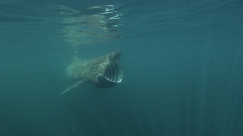 Basking sharks feasting on plankton blooms.