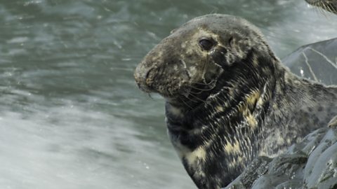 Side profile of an atlantic grey seal.