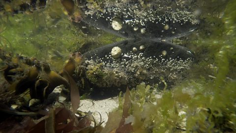 Underwater image of a rock pool.