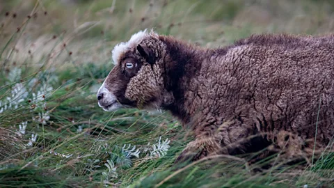 Jamie Lafferty Hardy Foula sheep roam the island along with Shetland ponies (Credit: Jamie Lafferty)