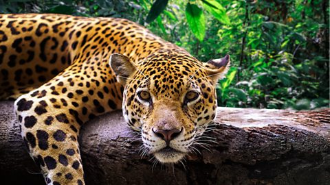 BBC Radio 4 - Wild Inside, Jungle royalty - the Jaguar