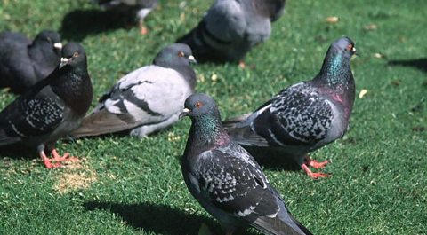 What do urban birds eat?