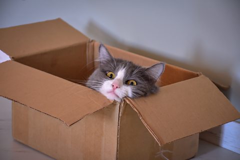 The head of a wide-eyed white and grey cat sticking out of a cardboard box.