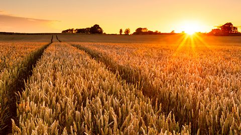 A field of wheat at sunset