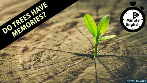 Do trees have memories?