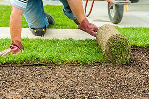 turf being rolled across the soil by a gardener.