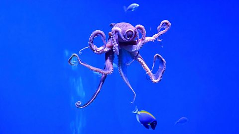 Underwater photo of an octopus.