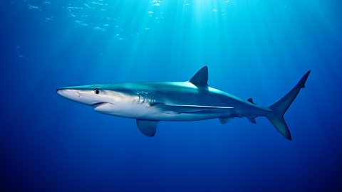 Underwater photo of a blue shark.