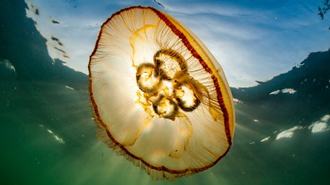 Underwater photo of a jellyfish.