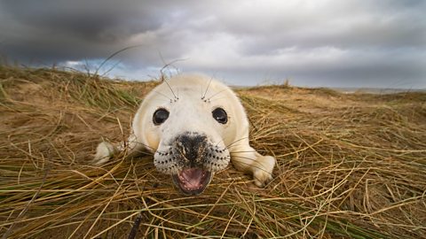 A cute seal pup.